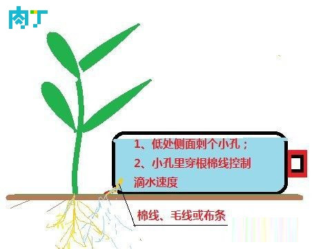 滴灌怎么做？教你給花盆、菜盆制作一個滴灌